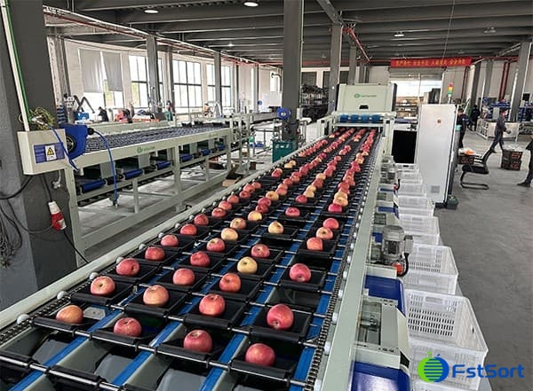 images/1698910403943apple sorting machine.jpg